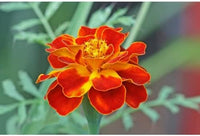Multi-Colored Marigold Flower Seeds - 100 pcs