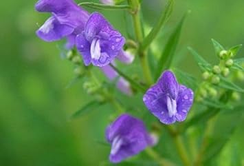 Purple Scutellaria Plant Seeds for Planting - 100 pcs