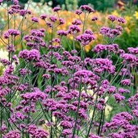 Verbena Bonariensis Flower Seeds for Planting 100 pcs -Hierloom Flower Seeds