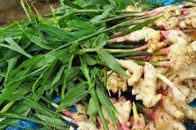 Perennial Ginger Seeds for Planting Green - NON GMO Seeds