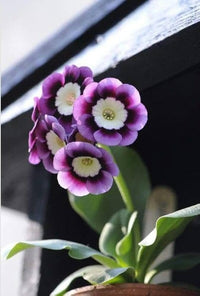 Violet Primrose Flower Seeds for Planting-100 pcs