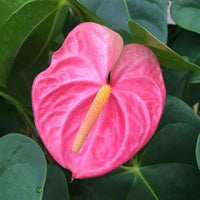 Heirloom Non-GMO Anthurium Andraeanum Flower Seeds for Planting â€“ Pink Tropical Blooms