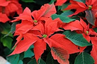Poinsettia Plant Seeds for Garden Planting - NON GMO Seeds for planting in home garden