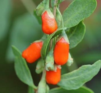 Goji Berry Fruit Seeds - Orange Variety, GMO Free, Ideal for Home Garden