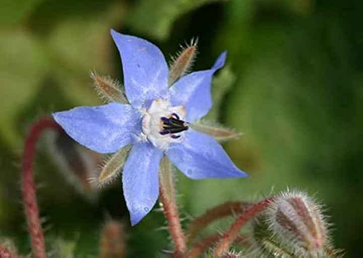 Borago Flower Seeds Mixed for Planting - 100 pcs