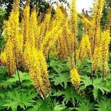 Ligularia Flower Seeds for Planting - NON GMO Seeds for planting in home garden