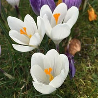 White Crocus Flower Seeds for Planting - 100 pcs