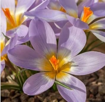 Blue (Blue scientific name) for planting in garden