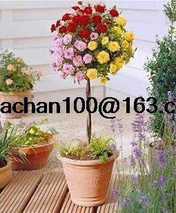 100 Pcs