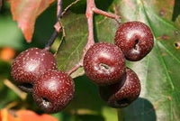 Sorbus fruit tree seeds