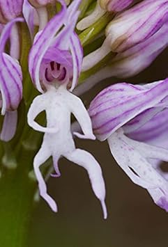 Orchis Italica Flower Seeds for Planting - 100 pcs
