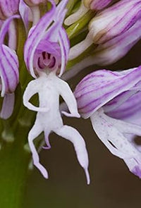 Orchis Italica Flower Seeds for Planting - 100 pcs