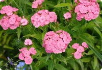 Light Pink Dianthus Flower Seeds for Planting, 100 pcs