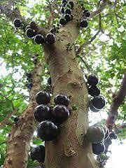 Jaboticaba Fruit Seeds - 20pcs, Unique Brazilian Grape Tree for Home Growing