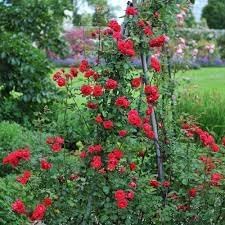 Climbing Rose Flower Seeds for Planting – Heirloom, Non-GMO Seeds for Vertical Gardens