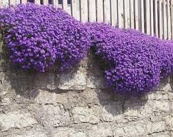 Heirloom Non-GMO Cascade Flower Seeds for Garden Planting – Flowing Vibrant Blooms