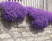 Heirloom Non-GMO Cascade Flower Seeds for Garden Planting – Flowing Vibrant Blooms