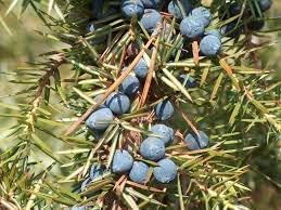 Juniper fruit seeds for planting