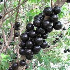 Blue Nipple Fruit Seeds - Colorful and Unique Fruit for Your Garden 100 Pcs pcs