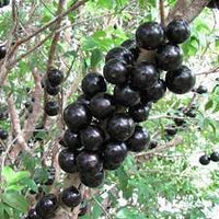 Blue Nipple Fruit Seeds - Colorful and Unique Fruit for Your Garden 100 Pcs pcs