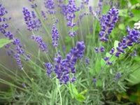 Heirloom Lavender Seeds ƒ?? Non-GMO Herb Seeds for Planting