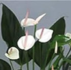 Anthurium Orange Blue Flower Seeds for Planting NON GMO Seeds