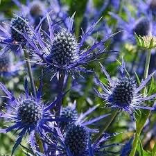 Eryngo Plant Seeds Scientific Name Placeholder for planting in home garden