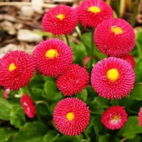 Red Bellis Flower Seeds for Planting - NON GMO Seeds