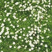 Sagina Subulata Flower Seeds for Planting ƒ?? Organic, Heirloom, Non-GMO Ground Cover Seeds