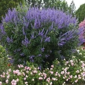 Organic Purple Vitex Agnus Plant Seeds for Planting ƒ?? Heirloom, Non-GMO