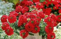 Seeds (Seeds scientific name) for planting in garden
