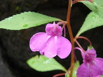 Heirloom Non-GMO Violet Balsamine Flower Seeds for Garden Planting ƒ?? Colorful Annual Blooms for planting in your garden.