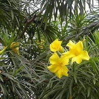 Thevetia Neriifolia Seeds for Planting - 100 pcs