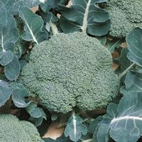 Broccoli Brassica oleracea seeds for garden planting