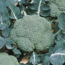 Broccoli Brassica oleracea seeds for garden planting