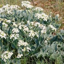 Seakale Flower Seeds for Planting - NON GMO Seeds
