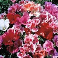Godetia Flower Seeds for Planting 100 pcs