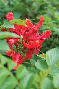 Cape Honeysuckle Flower Seeds in Red - NON GMO Seeds