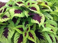 Heirloom Non-GMO Kong Lime Flower Seeds for Planting – Bold Foliage and Blooms for Decorative Gardens