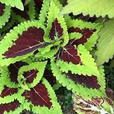 Heirloom Non-GMO Kong Lime Flower Seeds for Planting – Bold Foliage and Blooms for Decorative Gardens - Non-GMO for planting in home garden