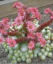 Organic Sempervivum Flower Seeds for Planting ƒ?? Heirloom, Non-GMO