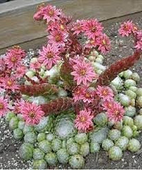 Organic Sempervivum Flower Seeds for Planting ƒ?? Heirloom, Non-GMO