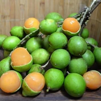 Mamoncillo Fruit Seeds for Planting - Growing Sweet, Tropical Treats, Heirloom and GMO Free Seeds