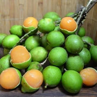 Mamoncillo Melicoccus bijugatus seeds for fruit garden