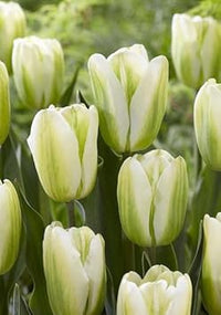 Green Tulip Flower Seeds for Planting ƒ?? Heirloom, Non-GMO, Vibrant Garden Blooms