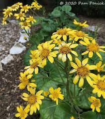 Heirloom Black Eyed Susan Flower Seeds for Planting - NON GMO Seeds - Black for planting in home garden