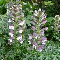 Organic Breeches Flower Seeds for Planting ƒ?? Heirloom, Non-GMO