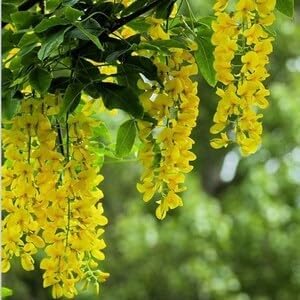 Golden Chain Flower Seeds for Planting - NON GMO Seeds for planting in home garden