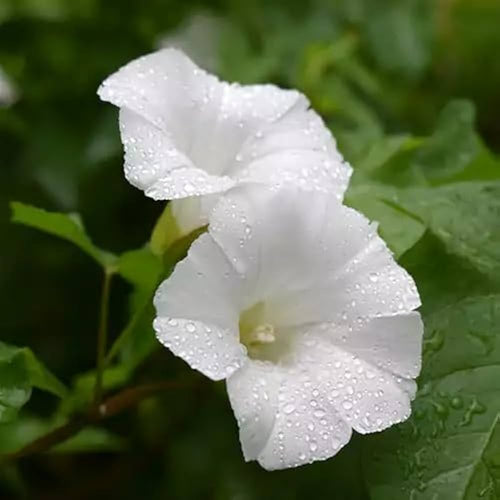 Convolvulus Flower Seeds – Heirloom Non-GMO Seeds for Colorful Ground Cover Garden Planting
