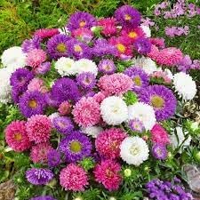 100 Pcs